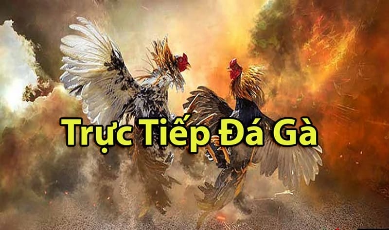 https://yayoshi.biz/tim-hieu-ve-da-ga-thomo-campuchia/